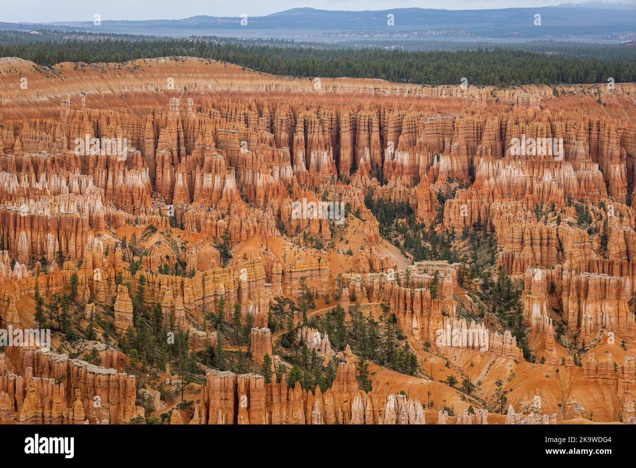 Il Bryce Canyon, nello Utah, è famoso per le sue formazioni rocciose geologiche. A causa del congelamento e dello scongelamento, le formazioni calcaree e arenaria sono lentamente eriche Foto Stock