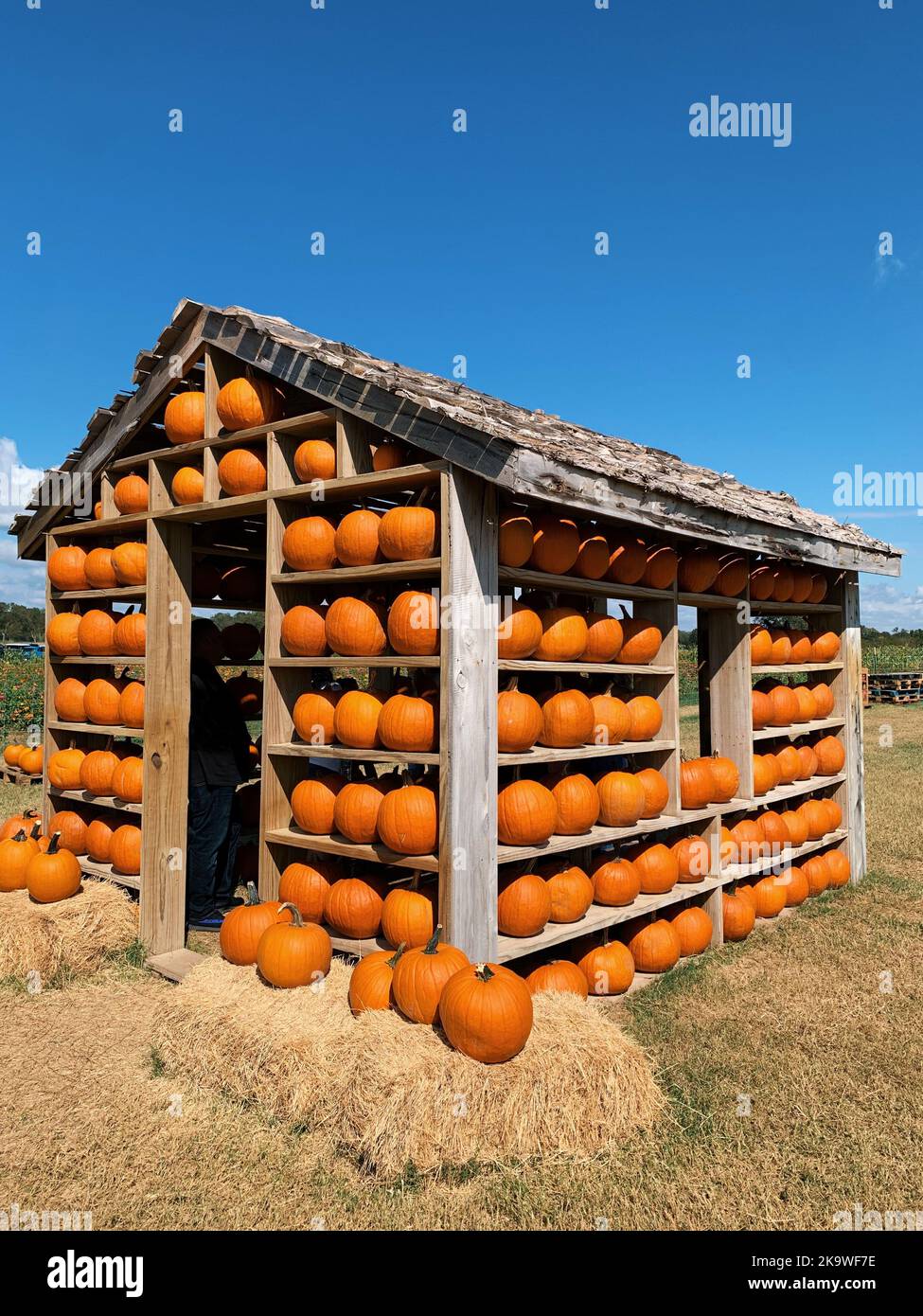Patch di zucca a Bastrop, Texas Foto Stock