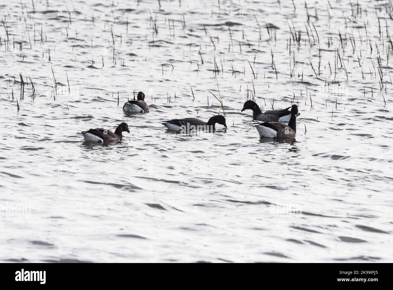 Nuoto Brent oche (Branta bernicla) Foto Stock