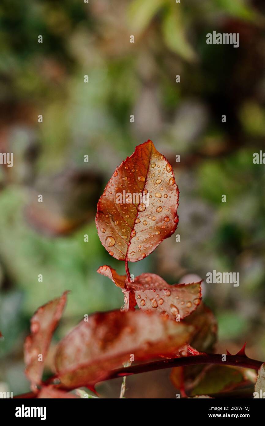 Foglie rosse dopo la pioggia. Autunno sfondo di foglie con gocce. Spazio di copia. Foto Stock