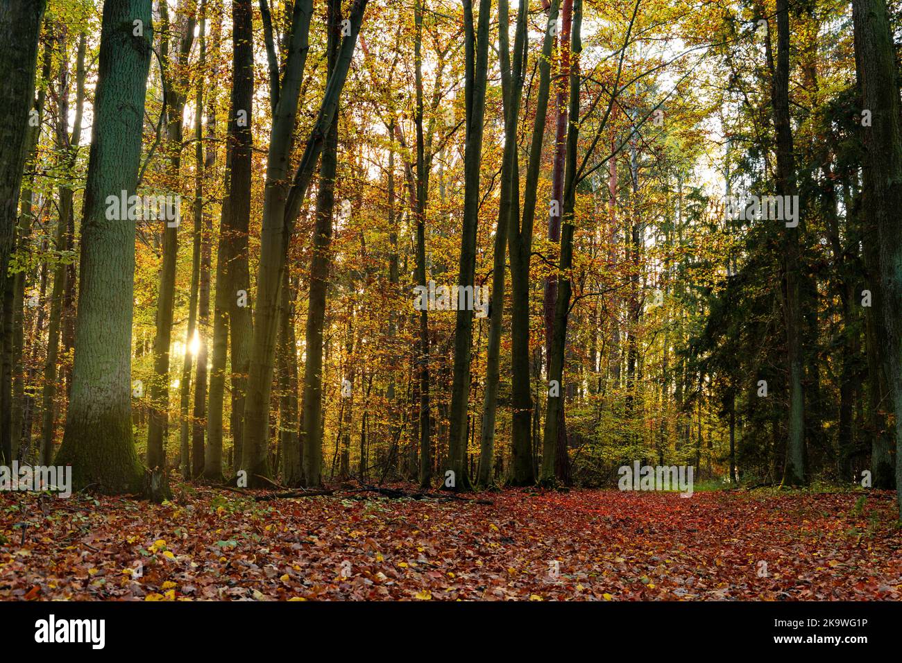 Tramonto nella foresta di faggi d'autunno. Raggi di sole che brillano attraverso la foschia tra tronchi di faggio. Foto Stock