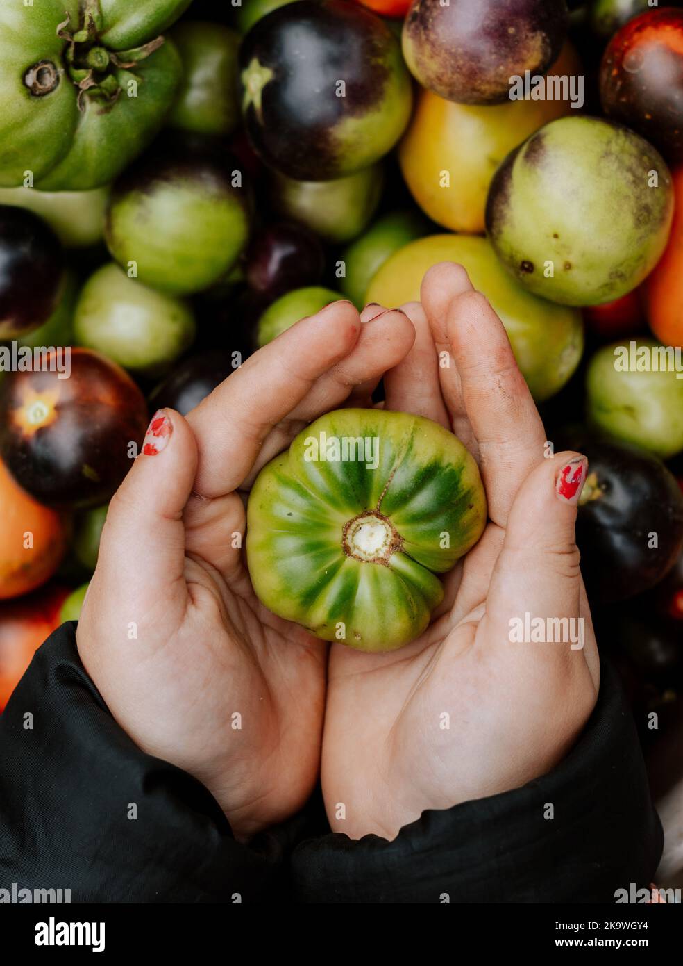 Sfondo di pomodori. Pomodoro verde nelle mani di un bambino. Raccolto autunnale. Cibo biologico sano. Foto Stock