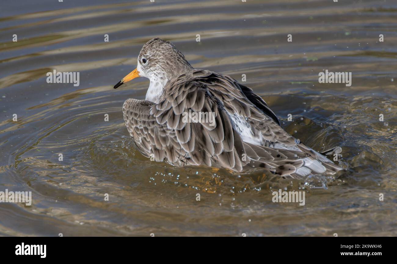 Ruff, Calidris Pugnax, lavaggio e preparazione in acque poco profonde, fine autunno. Foto Stock