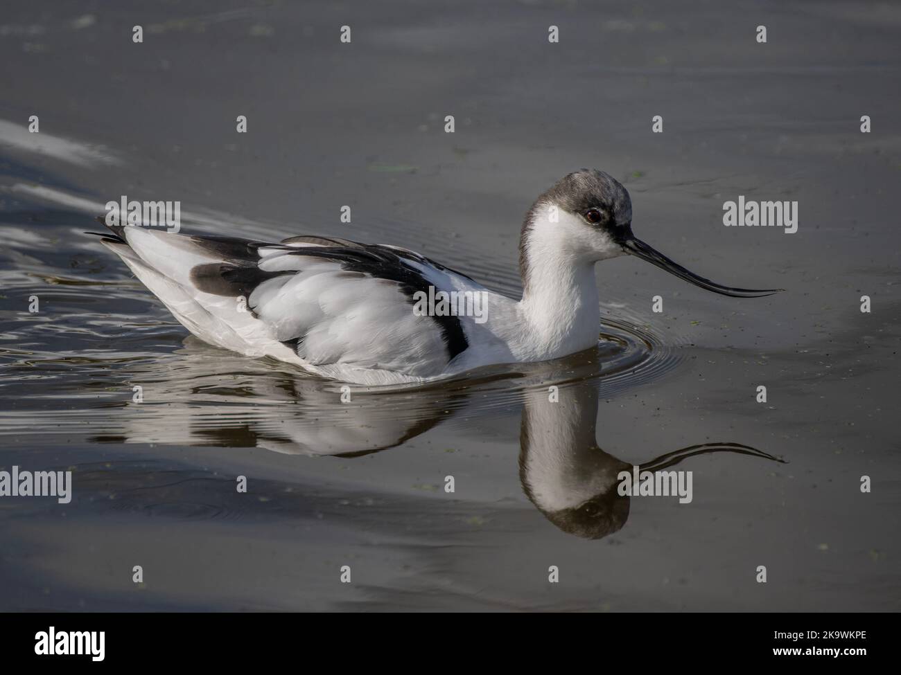 Avocet, Recurvirostra avosetta, nuoto sulla superficie della laguna costiera. Foto Stock