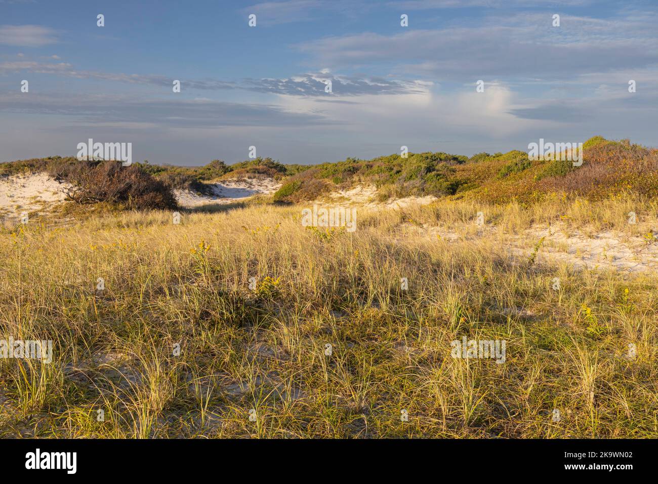 Le praterie miste delle dune formano dove il vento e lo spruzzo di sale impediscono la formazione di arbusti o alberi Foto Stock