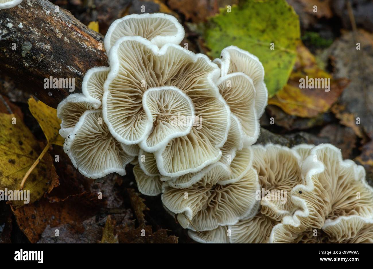 Ovaiolo variabile, funghi Crepidotus variabilis su ramo caduto in bosco. Foto Stock