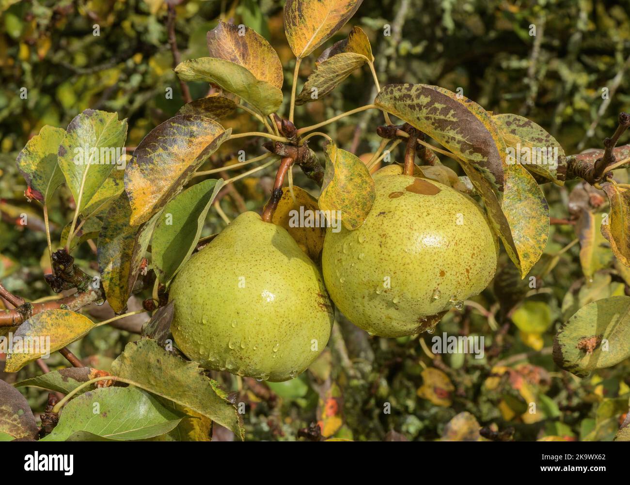 Frutti maturi di una pera culinaria, Catillac, in autunno. Foto Stock