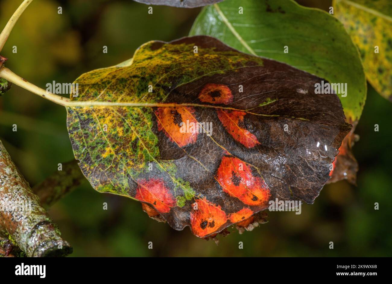 La ruggine europea delle pere, Gymnosporangium sabinae, sulle stanghe di una pera culinaria, Catillac, in autunno. Foto Stock