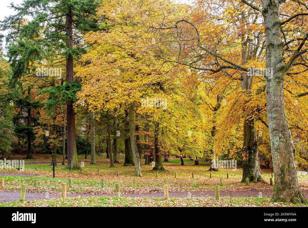 Dundee, Tayside, Scozia, Regno Unito. 30th Ott 2022. UK Weather: La Scozia nord-orientale sta avendo un ottobre luminoso e mite, con temperature intorno ai 15°C. Gli alberi del Camperdown Park e del Wildlife Centre di Dundee stanno trasformando splendidi colori autunnali, con le loro foglie disseminate per terra. Camperdown Park è un luogo popolare per la gente del posto e i turisti da visitare durante la stagione autunnale per ammirare i colori autunnali. Credit: Dundee Photographics/Alamy Live News Foto Stock