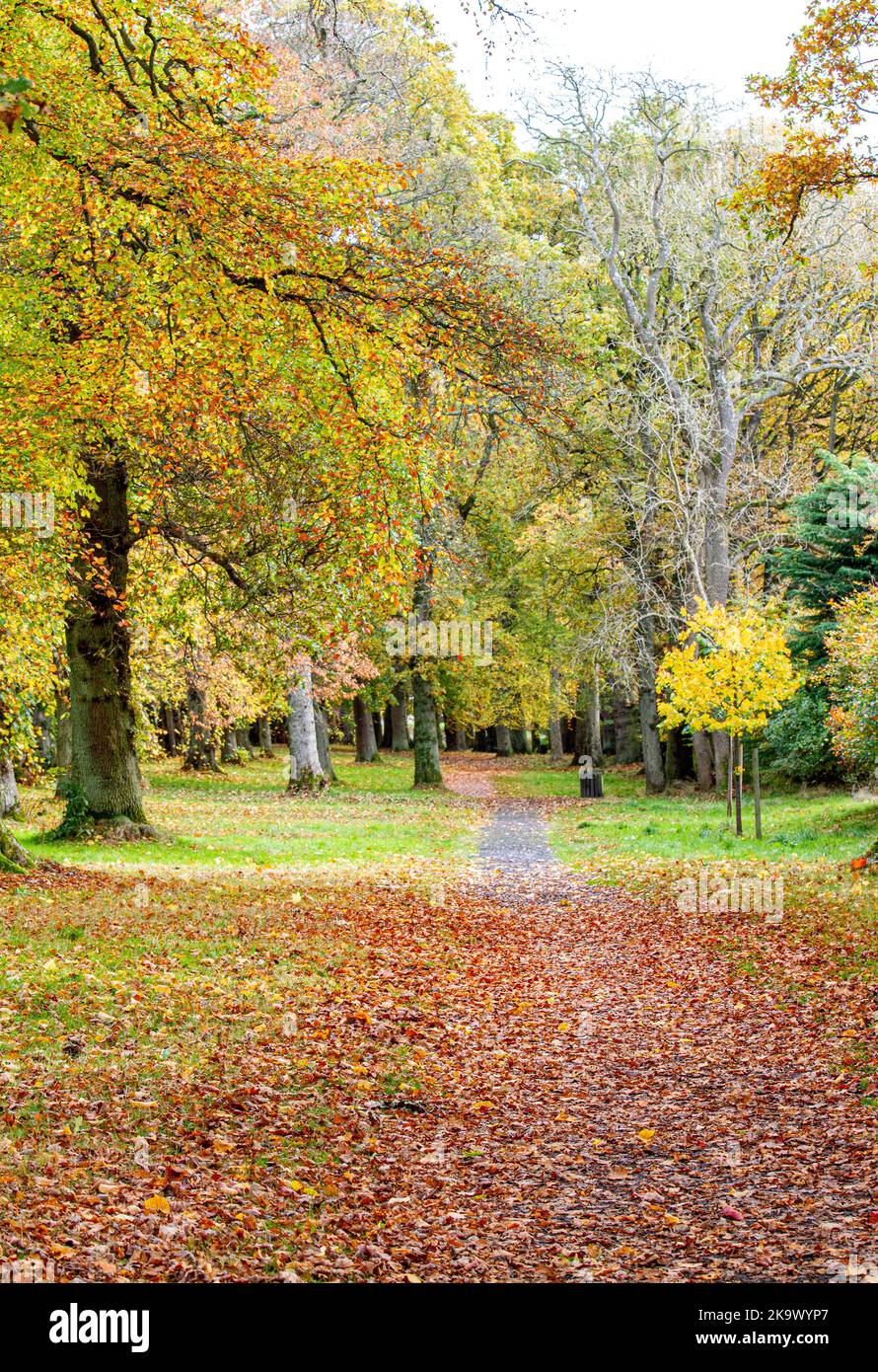 Dundee, Tayside, Scozia, Regno Unito. 30th Ott 2022. UK Weather: La Scozia nord-orientale sta avendo un ottobre luminoso e mite, con temperature intorno ai 15°C. Gli alberi del Camperdown Park e del Wildlife Centre di Dundee stanno trasformando splendidi colori autunnali, con le loro foglie disseminate per terra. Camperdown Park è un luogo popolare per la gente del posto e i turisti da visitare durante la stagione autunnale per ammirare i colori autunnali. Credit: Dundee Photographics/Alamy Live News Foto Stock