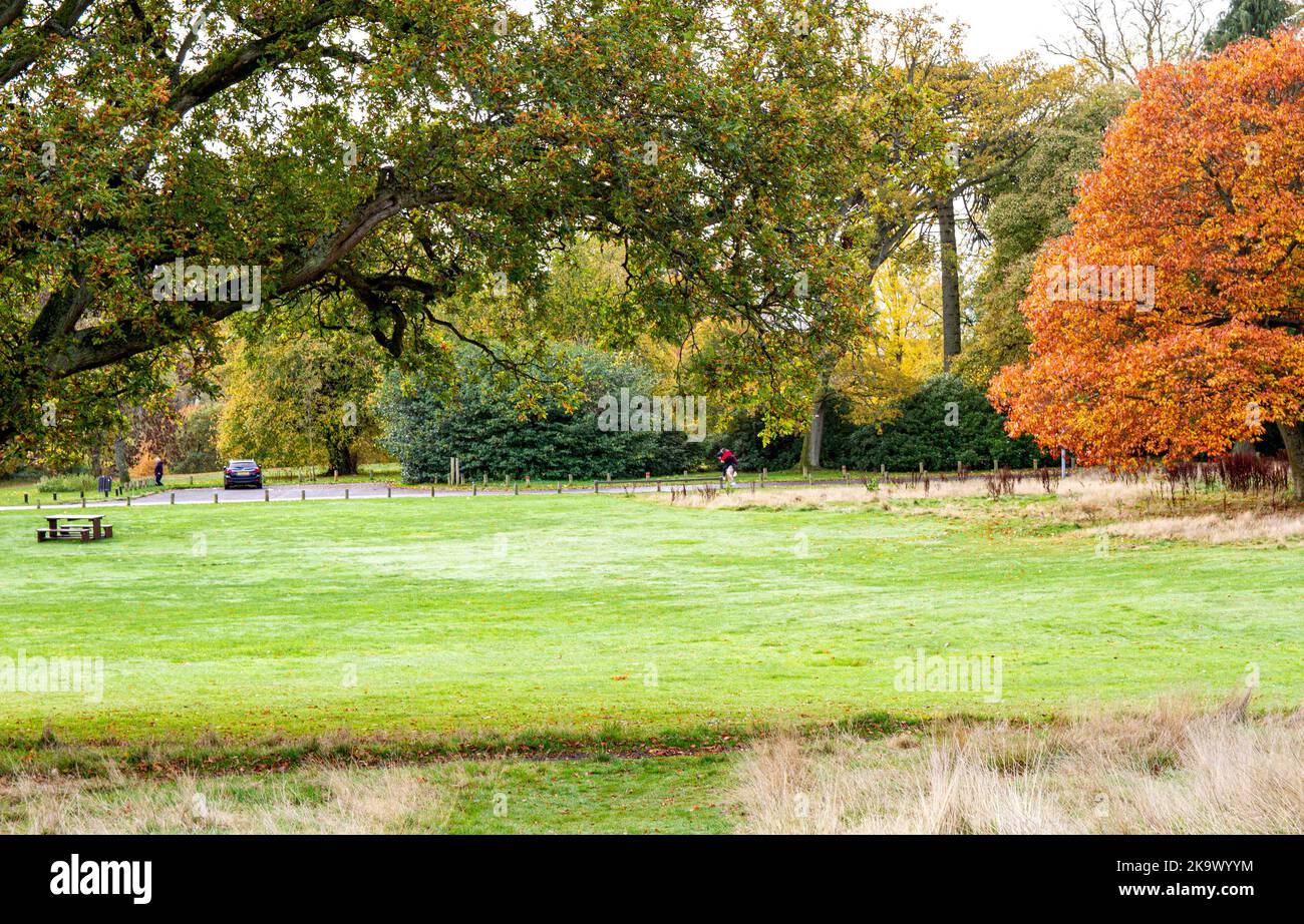 Dundee, Tayside, Scozia, Regno Unito. 30th Ott 2022. UK Weather: Il nord-est della Scozia sta vivendo un ottobre luminoso e mite, con temperature che si aggirano intorno ai 15°C. Gli alberi del Camperdown Park and Wildlife Centre di Dundee stanno trasformando splendidi colori autunnali, con le loro foglie disseminate per terra. Durante la stagione autunnale, Camperdown Park è un parco popolare tra i locali per passeggiate mattutine e passeggiate con i cani. Credit: Dundee Photographics/Alamy Live News Foto Stock