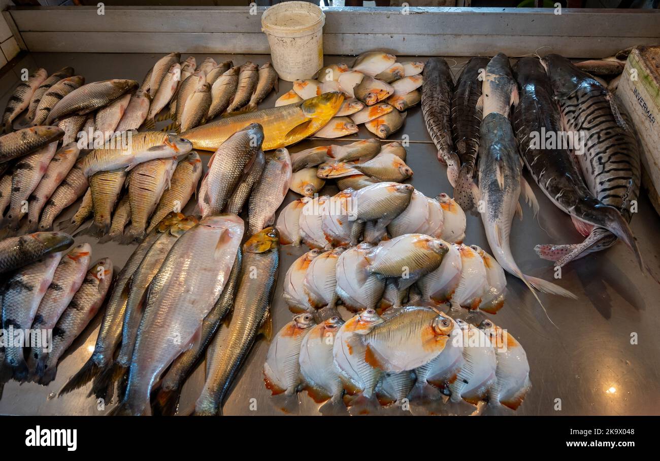 Varietà di pesci di acqua dolce dal fiume Amazzonia al mercato del pesce. Manaus, Amazonas, Brasile. Foto Stock