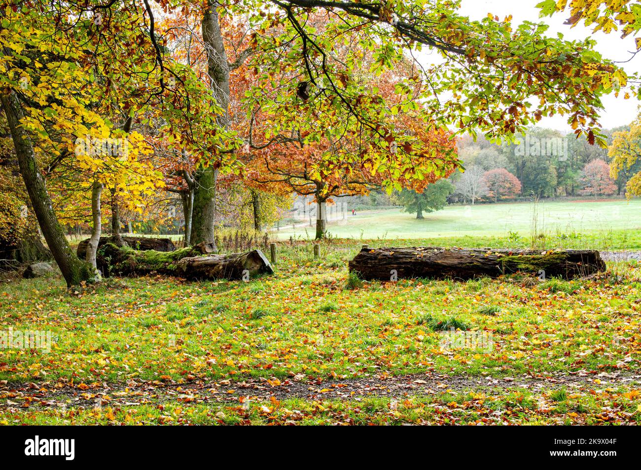 Dundee, Tayside, Scozia, Regno Unito. 30th Ott 2022. UK Weather: Il nord-est della Scozia sta vivendo un ottobre luminoso e mite, con temperature che si aggirano intorno ai 15°C. Gli alberi del Camperdown Park and Wildlife Centre di Dundee stanno trasformando splendidi colori autunnali, con le loro foglie disseminate per terra. Durante la stagione autunnale, Camperdown Park è un parco popolare tra i locali per passeggiate mattutine e passeggiate con i cani. Credit: Dundee Photographics/Alamy Live News Foto Stock