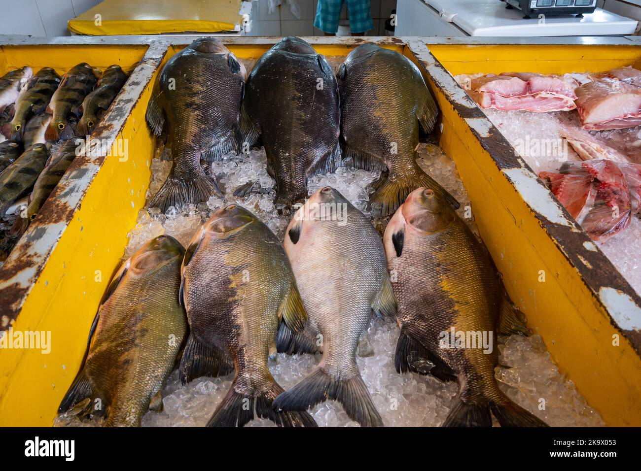 Varietà di pesci di acqua dolce dal fiume Amazzonia al mercato del pesce. Manaus, Amazonas, Brasile. Foto Stock