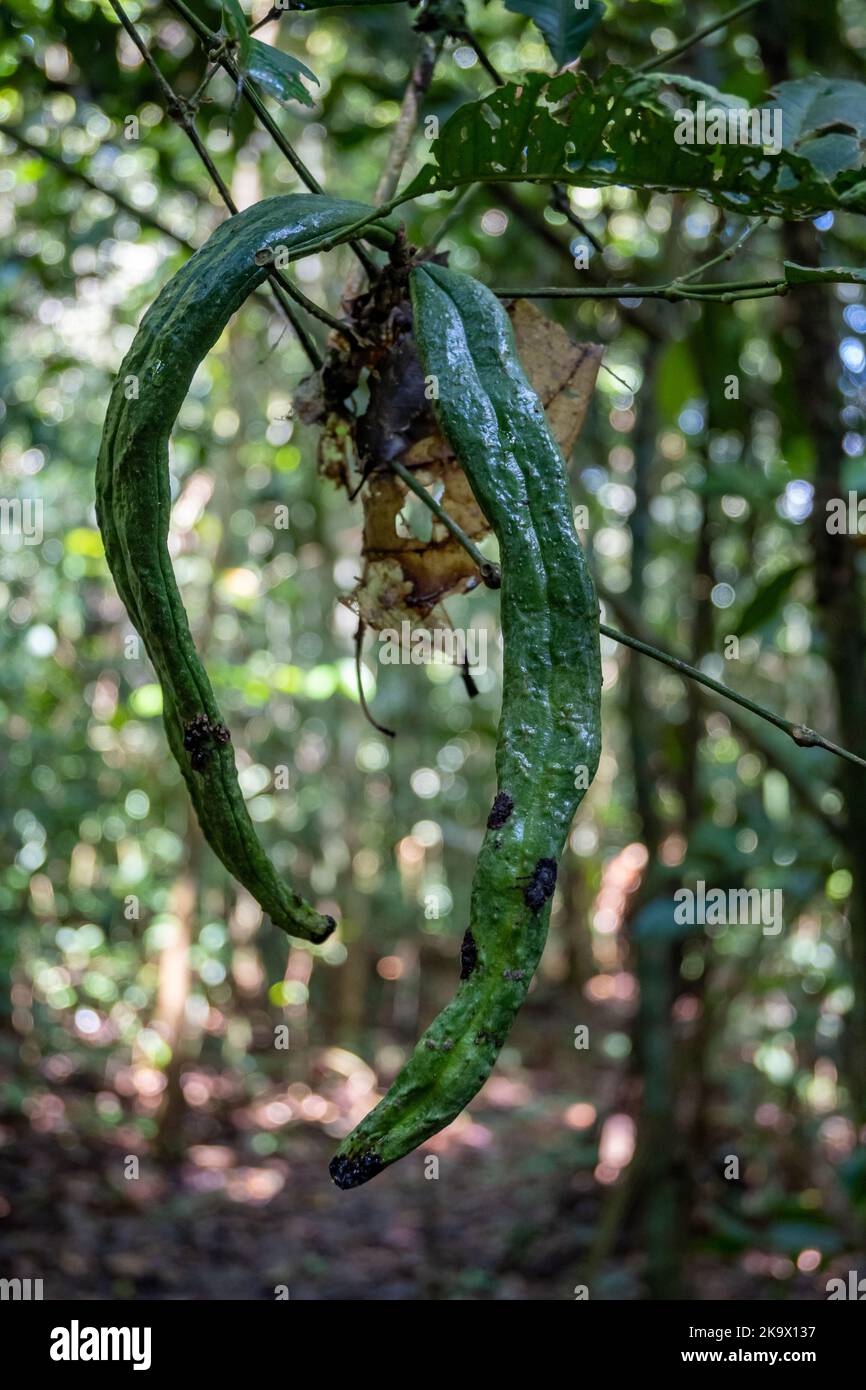 Baccello di seme grande come fagiolo di una vite tropicale. Parco Nazionale di Amazonia, Pará, Brasile. Foto Stock