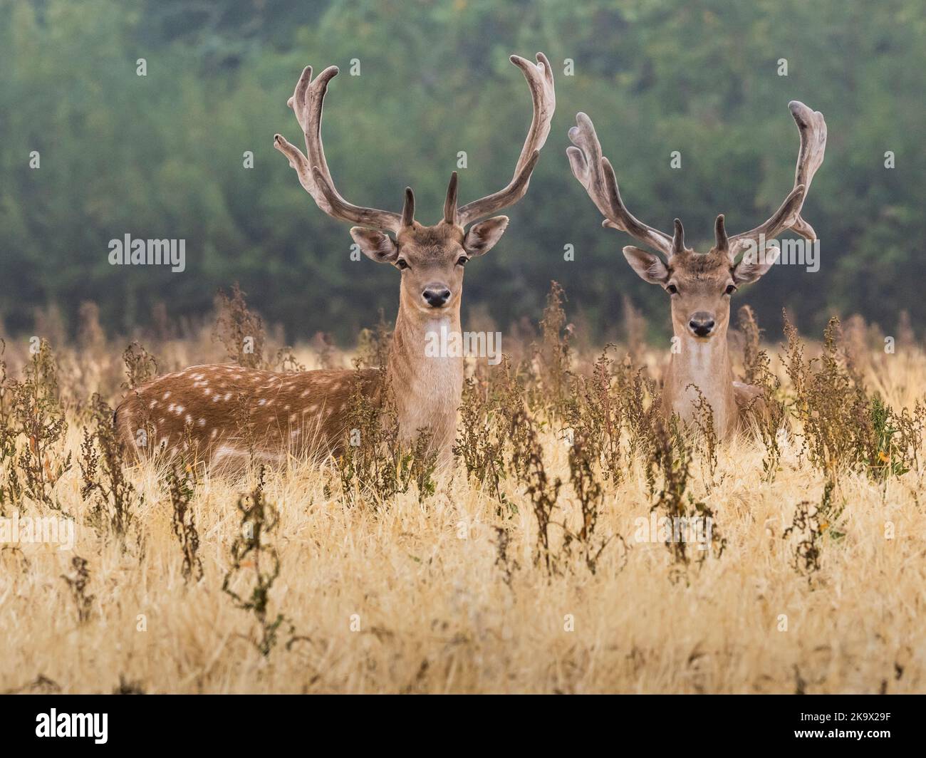 Due daini (Dama dama) stags all'alba in campo di grano biologico, Essex Foto Stock