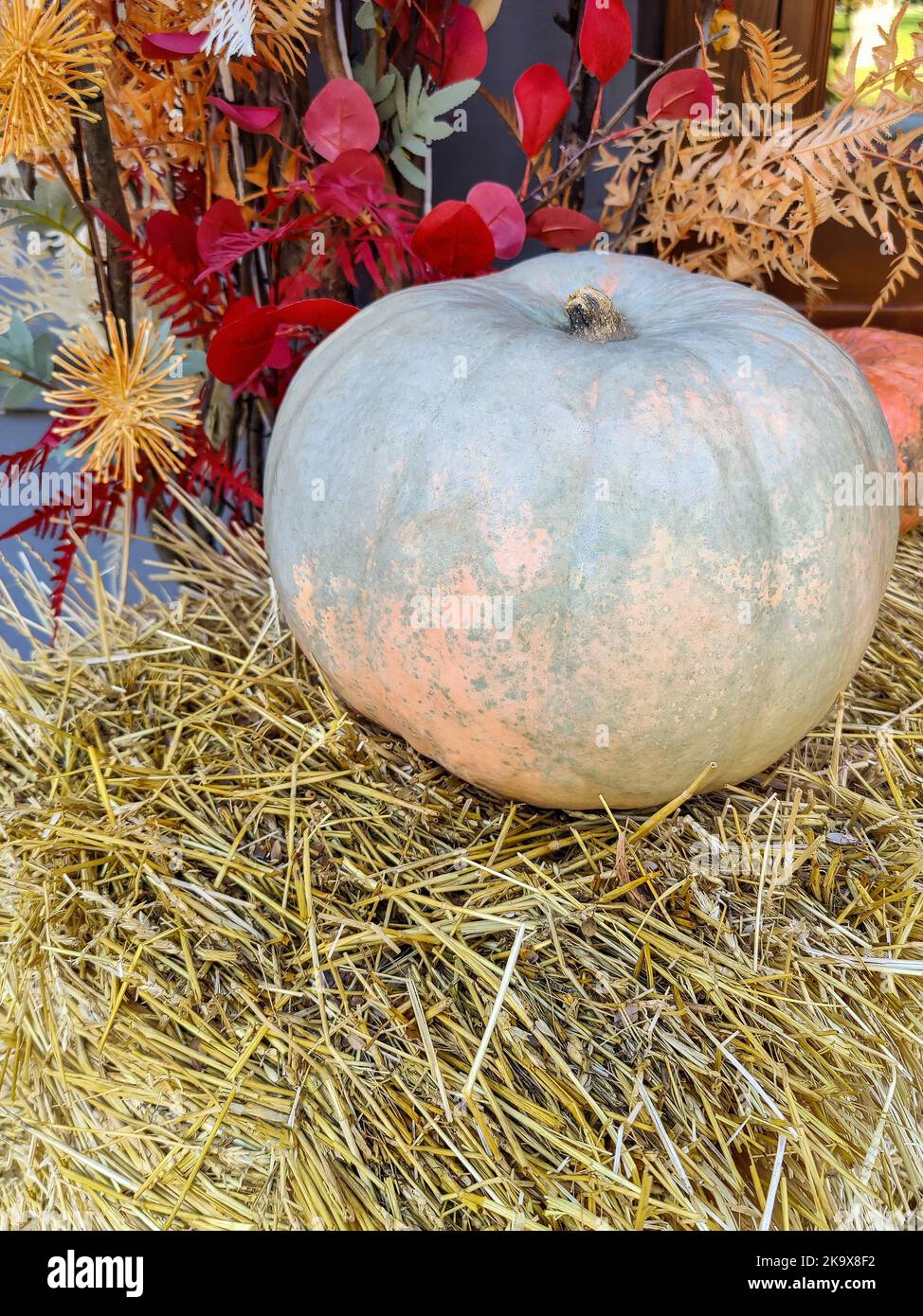 Una grossa zucca matura è sdraiata sulla paglia. Decorazione di strada autunnale. Concetto di festa di Halloween, raccolta e cibo sano. Messa a fuoco selettiva. Foto Stock