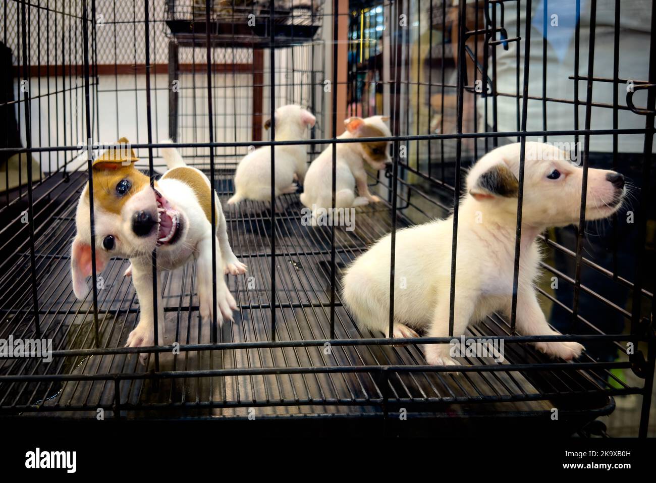 Mercato di Chatuchak, Bangkok, Thailandia, 30 ottobre 2022. Cuccioli molto giovani tenuti in una gabbia e pronti per la vendita al mercato notturno di Chatuchak a Bangkok, Thailandia. La vendita di animali domestici in Thailandia è perlopiù non regolamentata. Credit: Andy Soloman/Alamy Live News Foto Stock