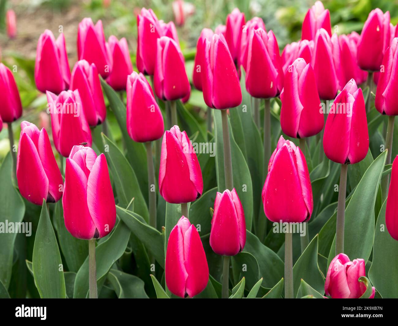 Tulipani rosa, varietà Capri Dream, crescere in un giardino Foto Stock