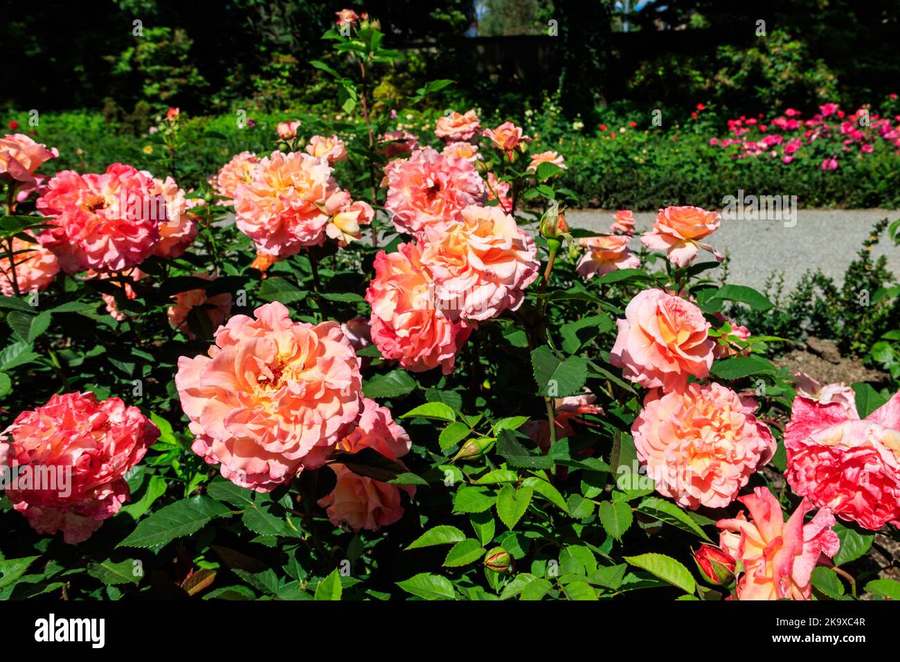 Belle rose rosa sul letto di fiori in un giardino Foto Stock