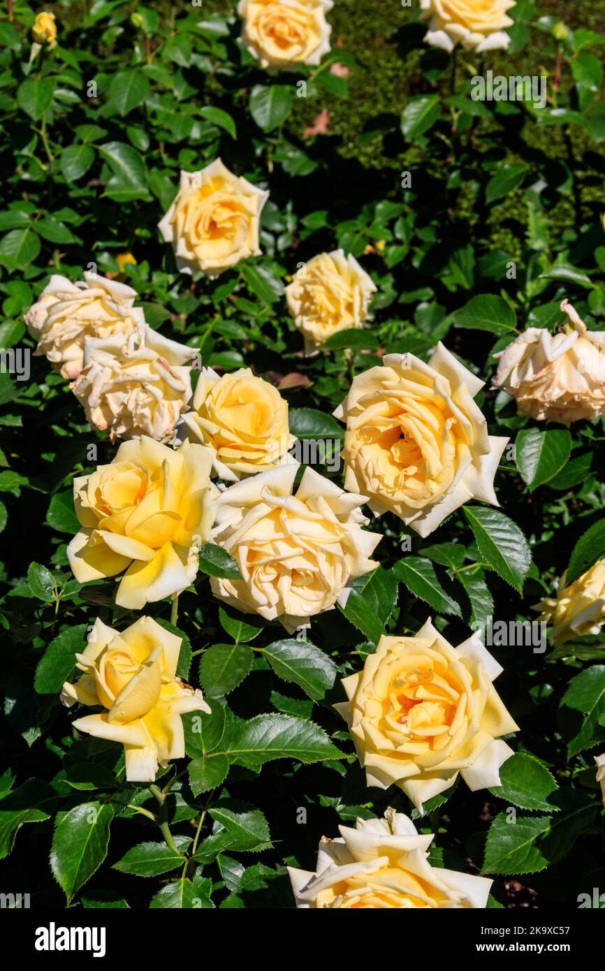 Belle rose gialle sul letto di fiori in un giardino Foto Stock