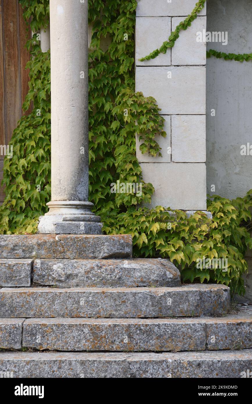 Colonna neoclassica o classica, Old Stone Steps & Peppervine, Ampelopsis glandulosa, aka Pepper Vine o Porcelainberry Foto Stock