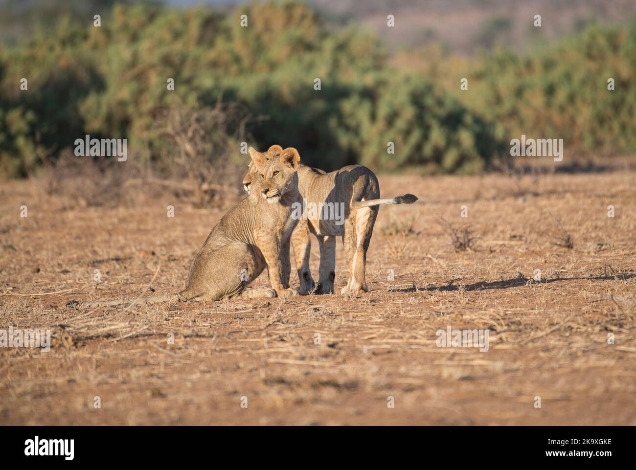 Leone (Panthera leo). Due grandi cuccioli (di circa un anno) giocano insieme, esercitandosi nelle abilità di cui avranno bisogno nella vita successiva Foto Stock