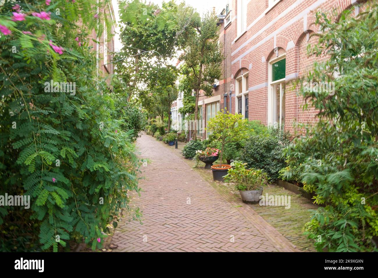 Haarlem, Paesi Bassi - Ottobre 22nd 2022: Tipico vicolo residenziale nel centro di Haarlem. Foto Stock