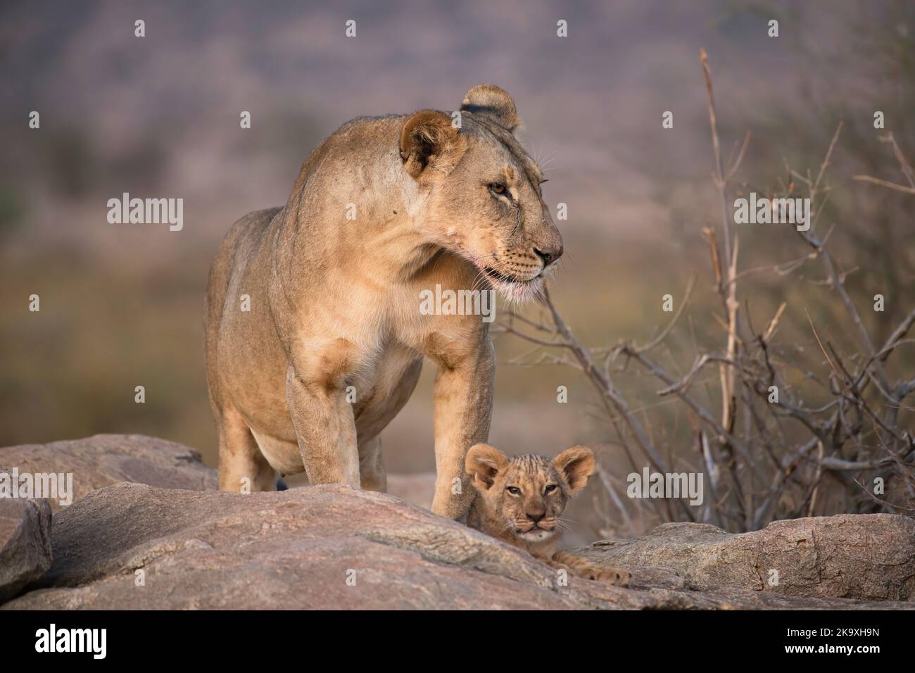 Leone (Panthera leo), madre con cucciolo piccolo, di circa 6-8 settimane di età Foto Stock