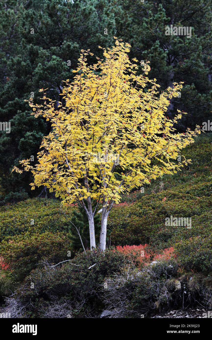 Albero di Rowan colorato (Sorbus aucuparia) in autunno, Pirenei, Francia Foto Stock