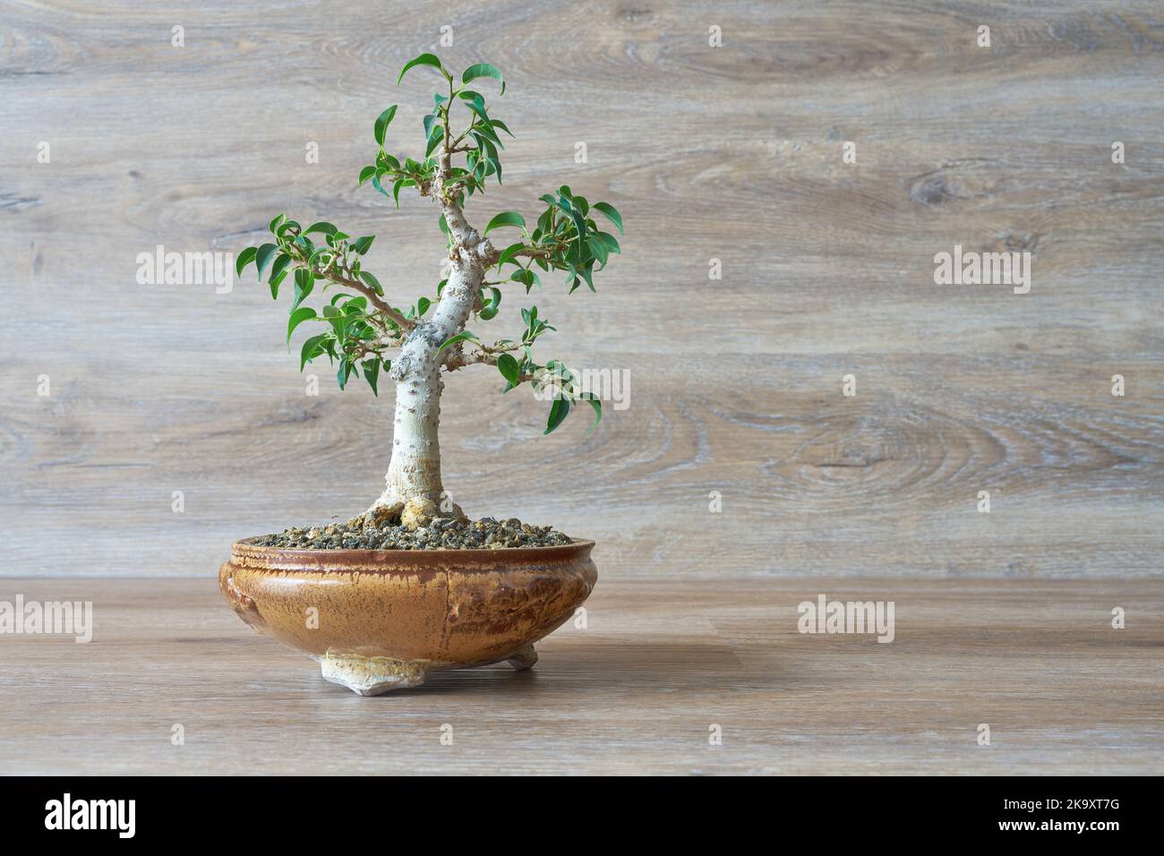 Fico piangente, Ficus Benjamina come bonsai su uno sfondo di legno Foto Stock