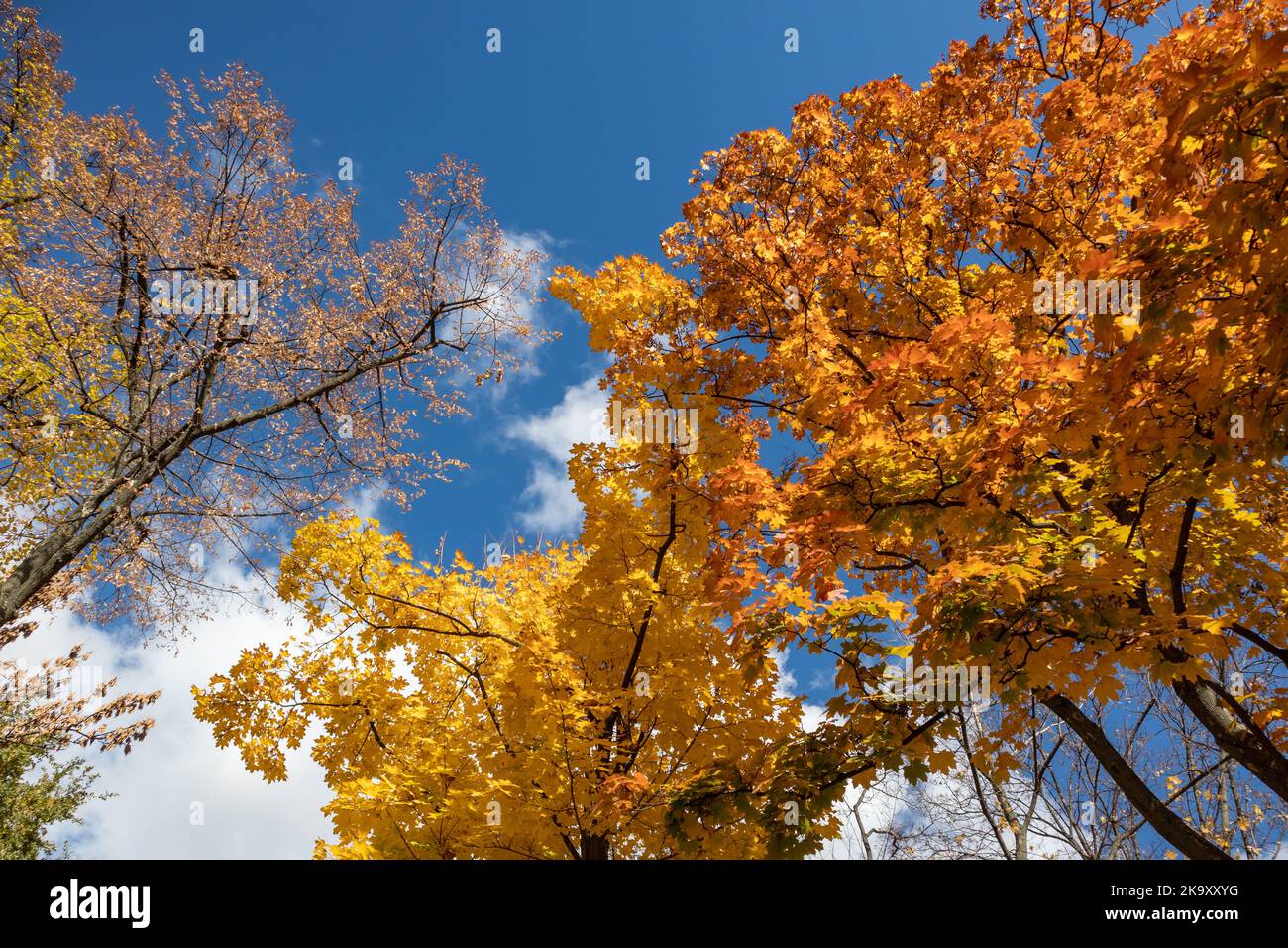 Autunno stagione d'oro guardare in su. Acero rami con foglie colorate gialle su cielo blu con nuvole, sfondo naturale autunnale foresta Foto Stock