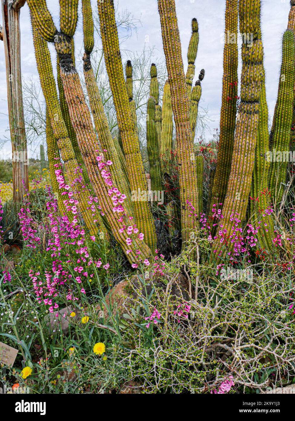 Botanical Garaden presso l'Arizona-sonora Desert Museum di Tucson, Arizona Foto Stock