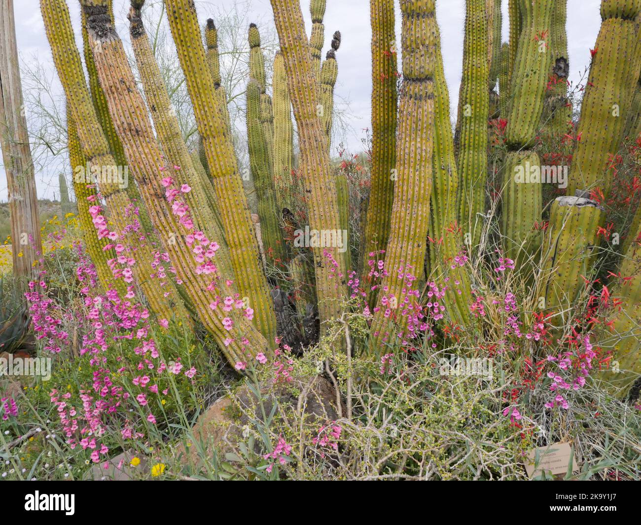 Botanical Garaden presso l'Arizona-sonora Desert Museum di Tucson, Arizona Foto Stock