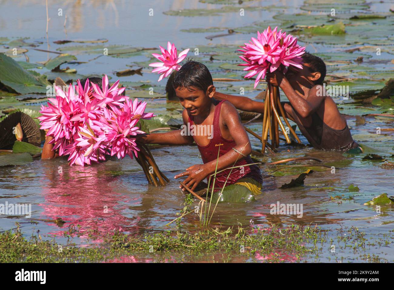 Non esclusiva: 28 ottobre 2022, Sylhet, Bangladesh: Bambini rurali raccolta di fiori di giglio di acqua rossa dal lago più vicino per la vendita ai turisti a Jai Foto Stock