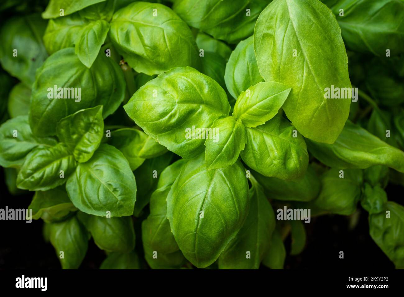 Basilico che pianta per la crescita interna di inverno. Foto Stock