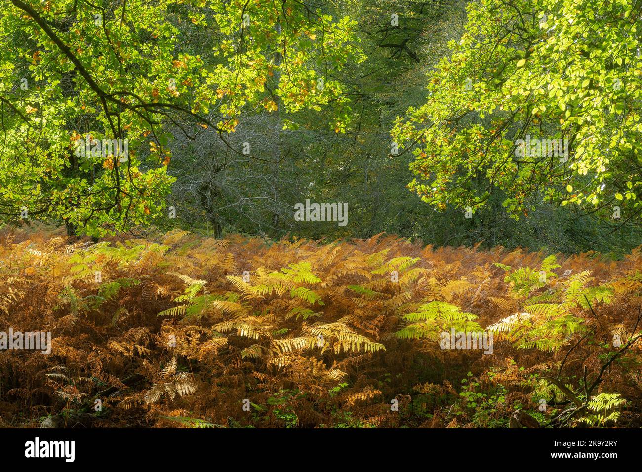 Paesaggio autunnale di boschi a Bolderwood nel New Forest National Park, Hampshire, Inghilterra, Regno Unito, con colorati salici e querce Foto Stock