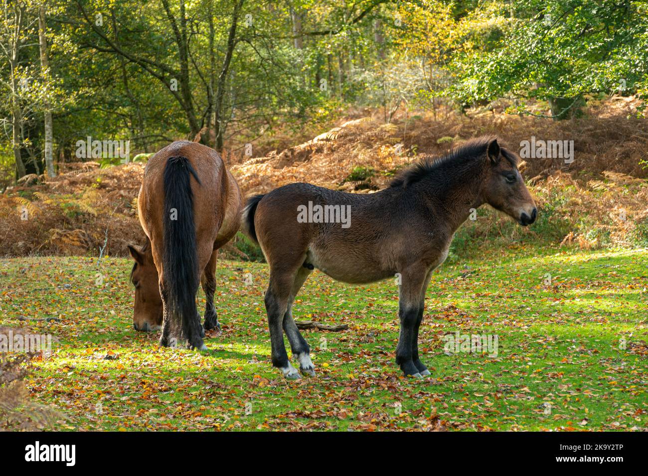 Pony New Forest pascolo nel Parco Nazionale durante l'autunno, Hampshire, Inghilterra, Regno Unito Foto Stock