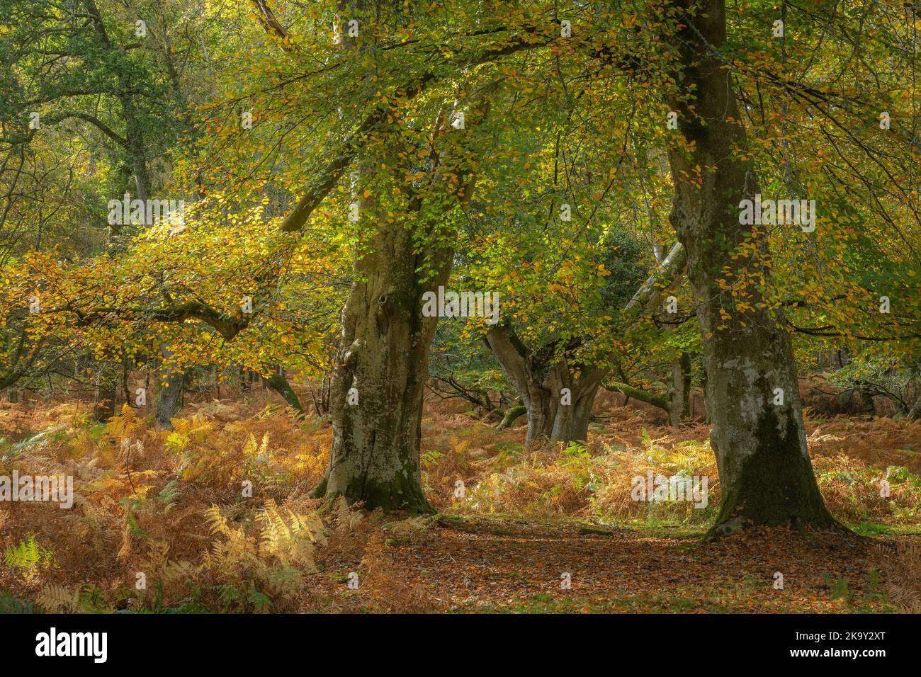 Paesaggio autunnale nel bosco di Bolderwood nel New Forest National Park, Hampshire, Inghilterra, Regno Unito, con antichi faggi che cambiano colore. Foto Stock