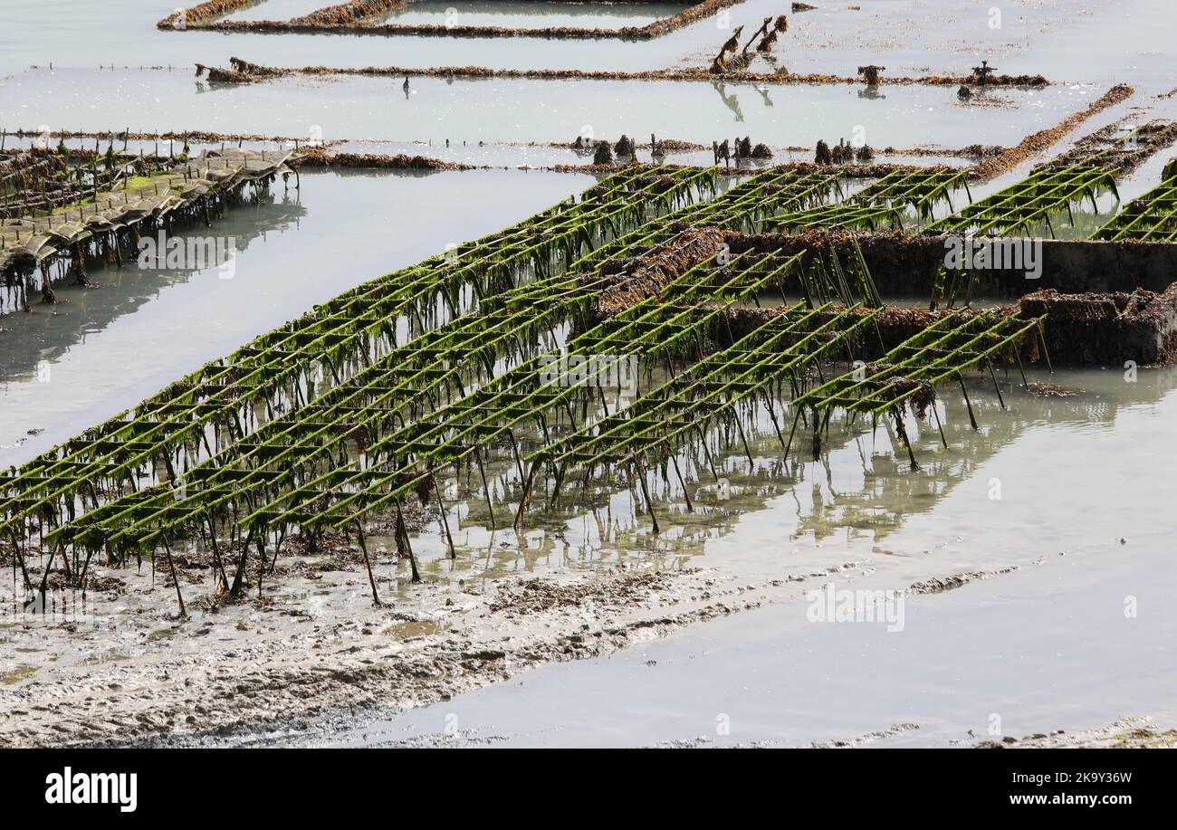 Molte colture di ostriche in mare vicino alla riva con bassa marea Foto Stock