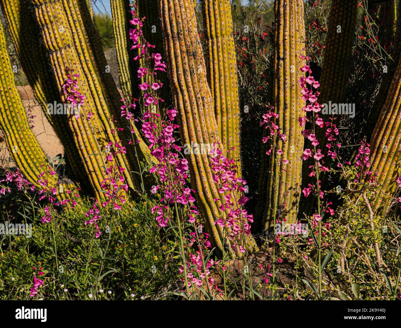 Botanical Garaden presso l'Arizona-sonora Desert Museum di Tucson, Arizona Foto Stock