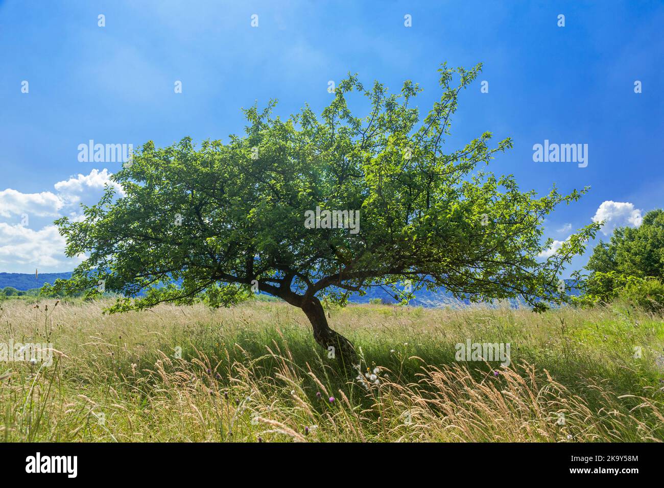 Albero solitario in campo estivo su cielo blu Foto Stock