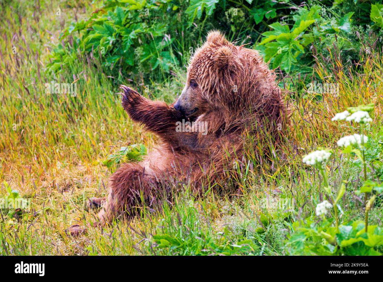 Cucciolo di orso bruno; (Ursus arctos horribilis); orso grizzly; fiume di salmone del cane; lago Frazer; Kodiak Island National Wildlife Refuge; Alaska; USA Foto Stock