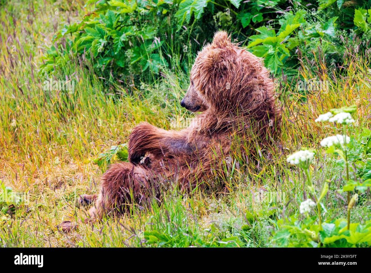 Cucciolo di orso bruno; (Ursus arctos horribilis); orso grizzly; fiume di salmone del cane; lago Frazer; Kodiak Island National Wildlife Refuge; Alaska; USA Foto Stock