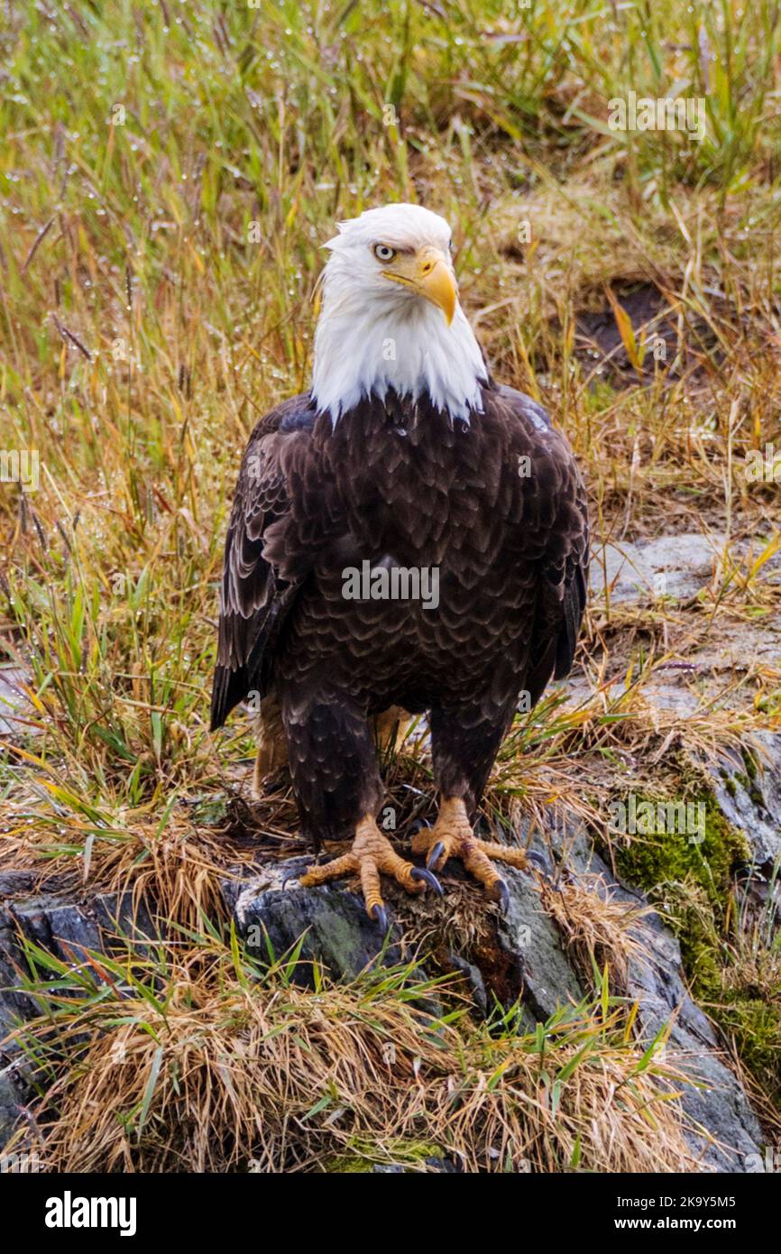 Maturo Bald Eagle, Dog Salmon River; Frazer Lake; Kodiak Island National Wildlife Refuge; Kodiak Island; Alaska, USA Foto Stock