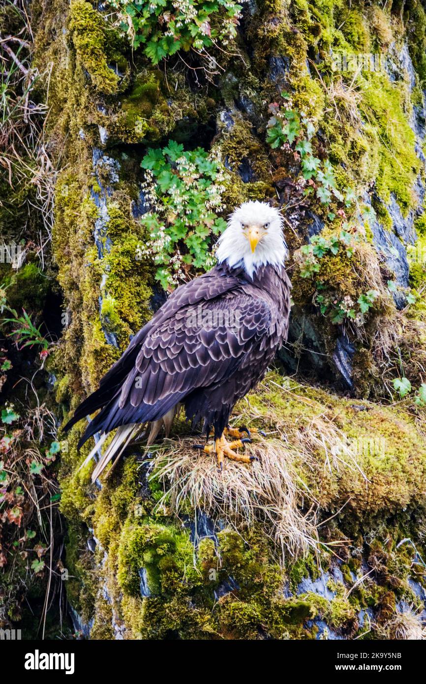 Maturo Bald Eagle, Dog Salmon River; Frazer Lake; Kodiak Island National Wildlife Refuge; Kodiak Island; Alaska, USA Foto Stock