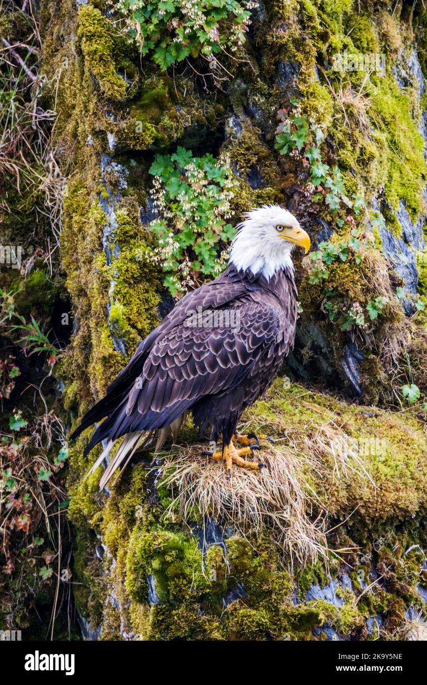 Maturo Bald Eagle, Dog Salmon River; Frazer Lake; Kodiak Island National Wildlife Refuge; Kodiak Island; Alaska, USA Foto Stock