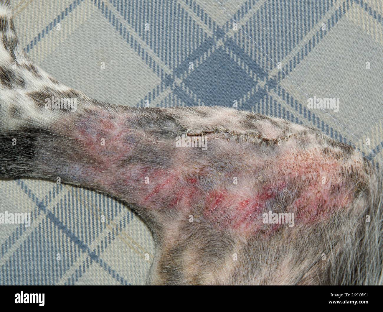 Graffette metalliche all'interno del ginocchio e della gamba di un cane dopo un intervento TPLO, con incisione in gran parte guarita. Segni rossi sulla pelle causati dall'adesivo bandag Foto Stock