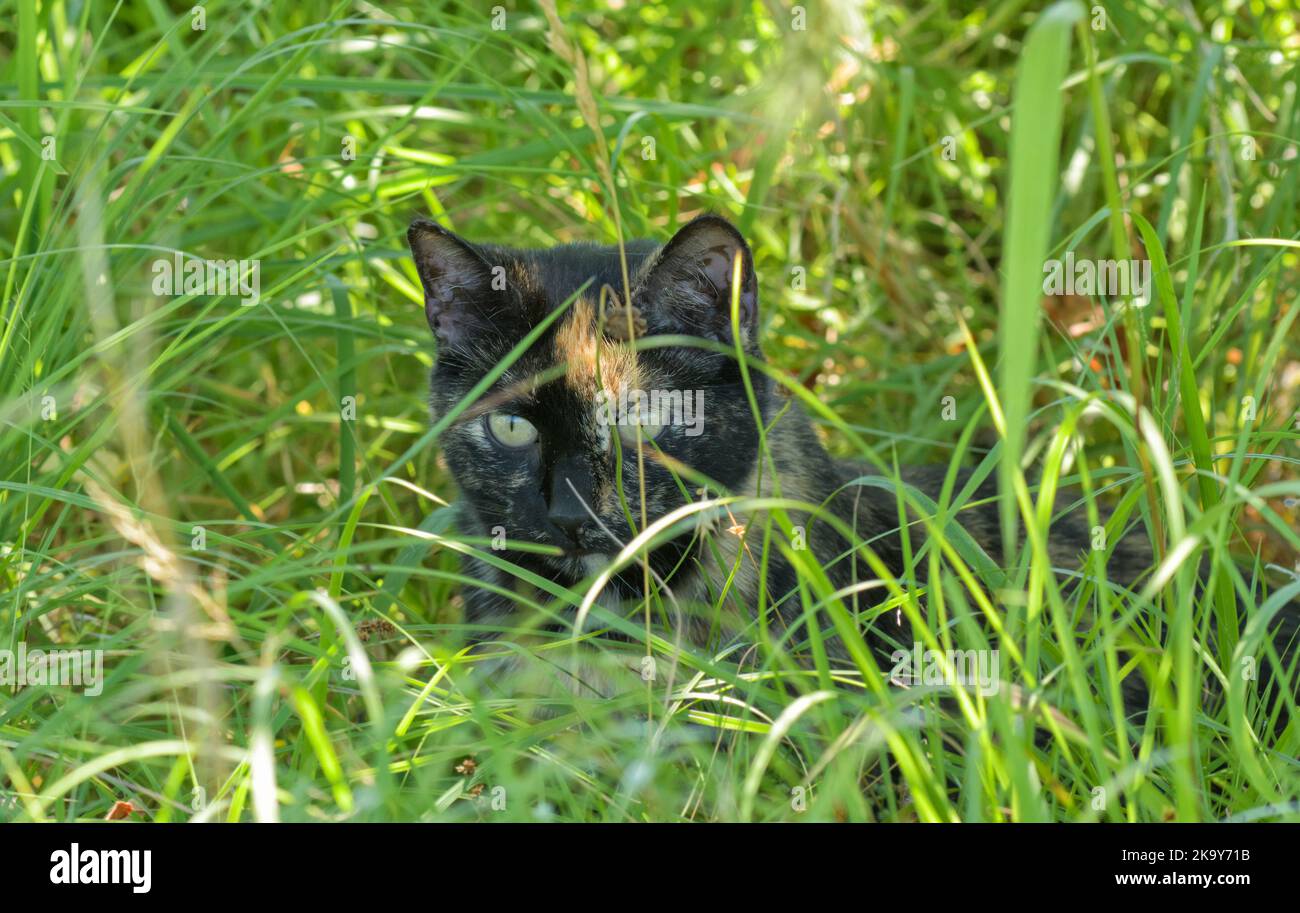 Bellissimo gatto tortie nascosto in erba alta, sbirciando fuori Foto Stock