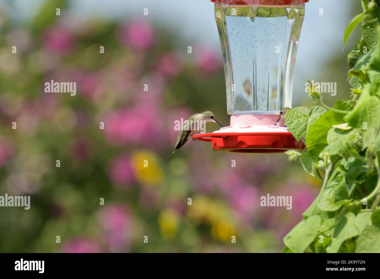 Il nettare da bere di Hummingbird dalla gola rubino forma un alimentatore nel giardino estivo soleggiato con fondo floreale; con spazio copia Foto Stock